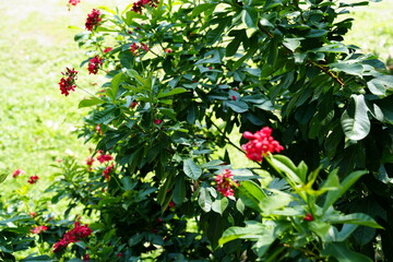 red berries on a branch