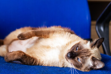 A lovely cat is comfortably laying on its back on a blue chair