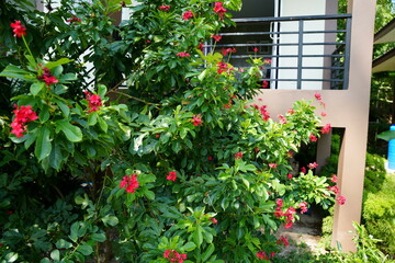 red flowers on a fence