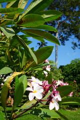 tropical flowers in the tropical garden