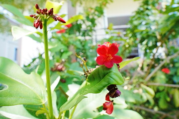 red and yellow orchid flowers