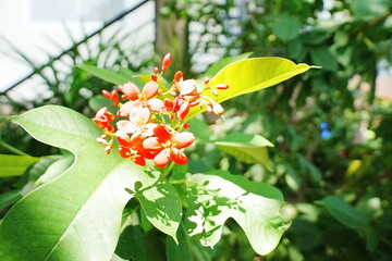 red and white flowers