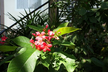 red rose in the garden