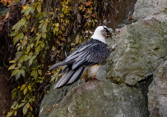 Bearded Vulture Is A Bird Of Prey In Zoo