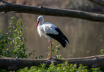 Stork On Lake Shore In Zoo Presents Serene View