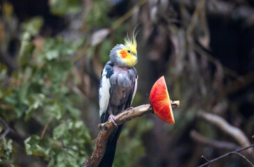 Corella Parrot Lives In Zoo