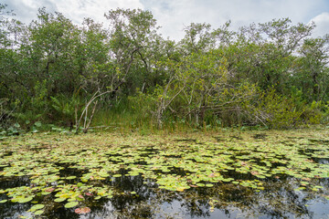 Swamp land at Everglades National Park, Florida, United States