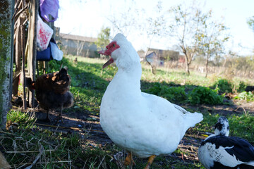 Domestic ducks on the farm. Care and breeding of ducks.