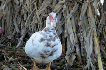 Domestic ducks on the farm. Care and breeding of ducks.