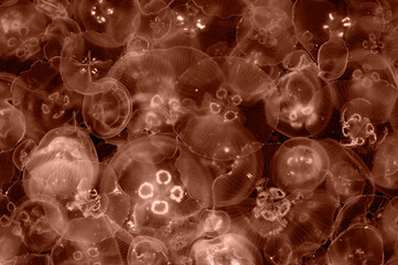 Blue jellyfish floating in sea water close-up. View from above. Mocha Mousse - the color of the year 2025