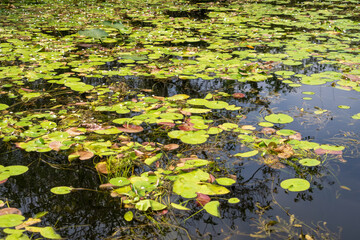 Swamp land at Everglades National Park, Florida, United States