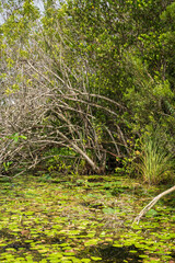 Swamp land at Everglades National Park, Florida, United States