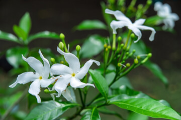 Crape Jasmine - Tabernaemontana divaricata Flower