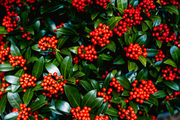 Japanese skimmia with red berries. Top view of skimmia - evergreen shrub. Botanical natural background