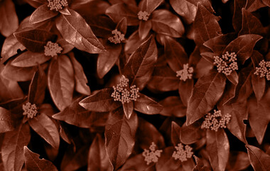 background, layout from the leaves. Nature concept. Color of the Year Mocha Mousse.