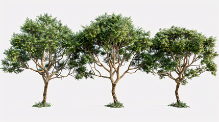 3D Plant Portraits: Transparent cut-outs of banana trees and cacti in pots, perfect for digital projects.