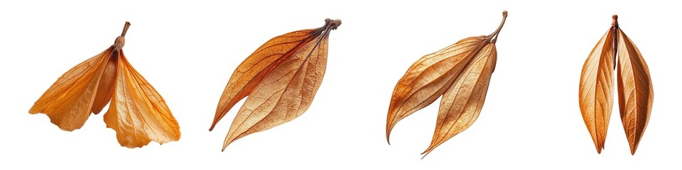 Obraz premium Dried Maple Tree Seed Pods with Delicate Wing Structure on Transparent Background