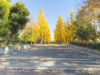 紅葉したイチョウ並木　洞峰公園