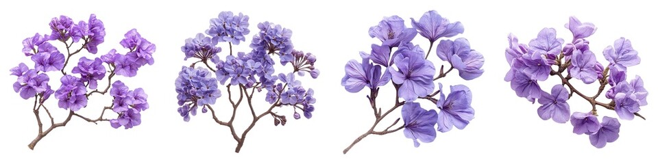 Jacaranda Tree Branches with Clusters of Purple Blossoms Isolated on Transparent Background