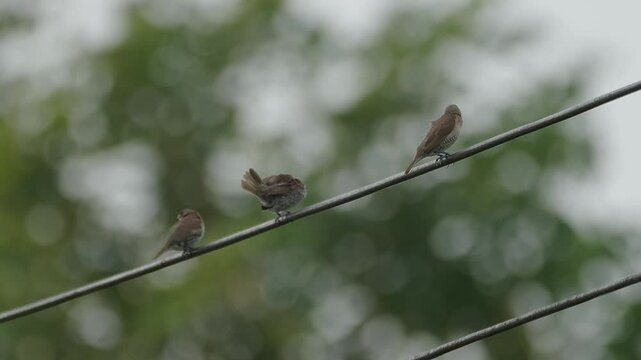 Three scaly-beasted munia birds standing on wire and cleaning feathers.