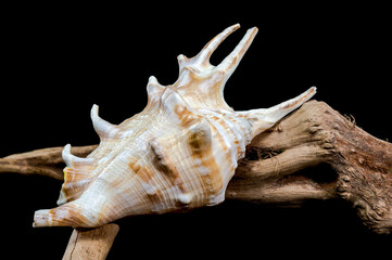 Lambis scorpius Shell on Driftwood black background
