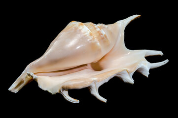 Lambis scorpius Shell on Black Background