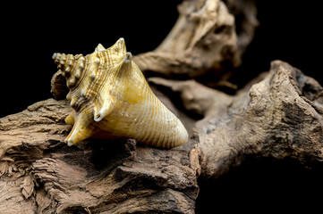 Strombus pugilis Shell on Driftwood with Black Background