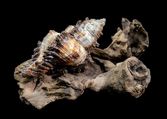 Chicoreus ramosus Shell on Driftwood black background