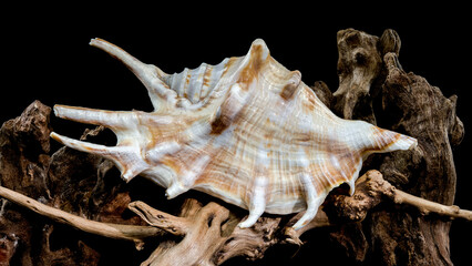Lambis scorpius Shell on Driftwood black background