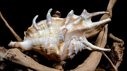 Lambis scorpius Shell on Driftwood black background