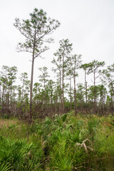 Everglades National Park, Florida, United States