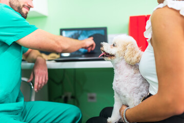 Veterinarian showing x-ray on laptop to dog owner in clinic