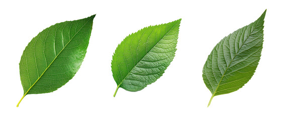 Three vibrant green leaves, isolated on transparent or white background