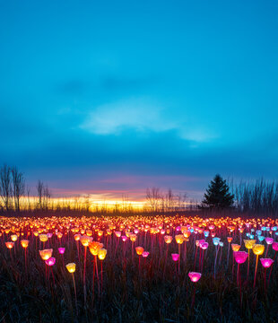 Field of Light and Tulip Dreams &ndash; A Magical Landscape