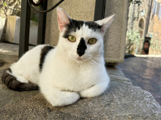 Pretty cat feline lying on floor in Kotor town 