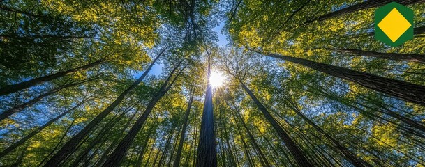 Obraz premium Majestic Forest Canopy with Sunlight Streaming Through Lush Green Leaves Creating a Serene and Peaceful Atmosphere in Nature's Embrace