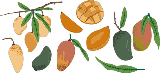 Mango fruit composition on a branch with leaves. Fresh and ripe. Isolated a white background. Vector illustration in flat style