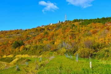 Slopes of the hill bellow Tinjan village in Istria, Primorska, Slovenia in colorful autum foliage