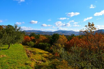 Fototapeta premium Meadow with olive trees and a autumn orange and red forest with hills in the background in Istria, Primroska, Slovenia