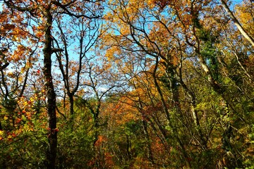 Colorful green orange and golden colored autumn broadleaf, deciduous forest