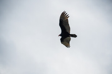 Black Vultures at Everglades National Park, Florida, United States