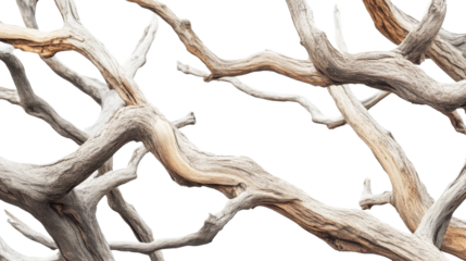 Intertwined dry tree branches against transparent background, nature abstract concept
