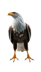 Fototapeta premium eagle standing on a white background with a white background