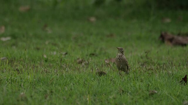 Paddyfield pipit standing tall in grass.