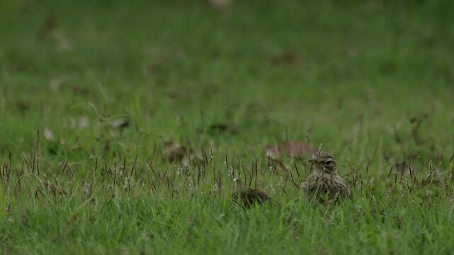 Paddyfield pipit hunting in the grass.
