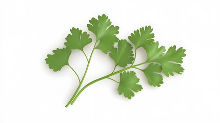 3D Coriander leaves icon on a white background