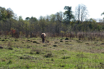 Horses graze in the field. Agriculture. Caring for horses.
