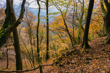 Fototapeta premium autumn in the forest