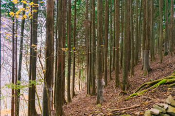 forest in spring