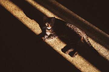 Portrait of a adorable Bengal cat sitting on a floor, laying in the sun light. Strong light and shadows of his body. Domestic animal. Cute kitty. cat in home interior pet.